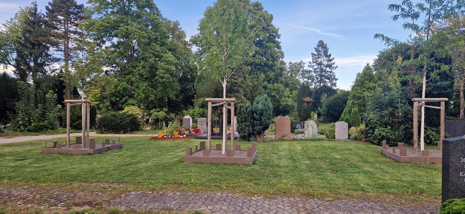 Ein gepflasterter Weg, dahinter eine gemähte Rasenfläche mit drei noch jungen aber hohen Bäumen, die Abstand haben. Um die Bäume eine mit Steinen gefüllte Fläche, mit Latten begrenzt. Im Hintergrund Gräber und große Bäume