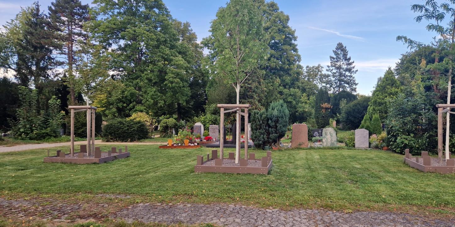 Ein gepflasterter Weg, dahinter eine gemähte Rasenfläche mit drei noch jungen aber hohen Bäumen, die Abstand haben. Um die Bäume eine mit Steinen gefüllte Fläche, mit Latten begrenzt. Im Hintergrund Gräber und große Bäume
