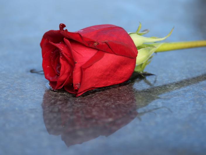 rote Rose wie bei einer Bestattung ins Grab gegeben