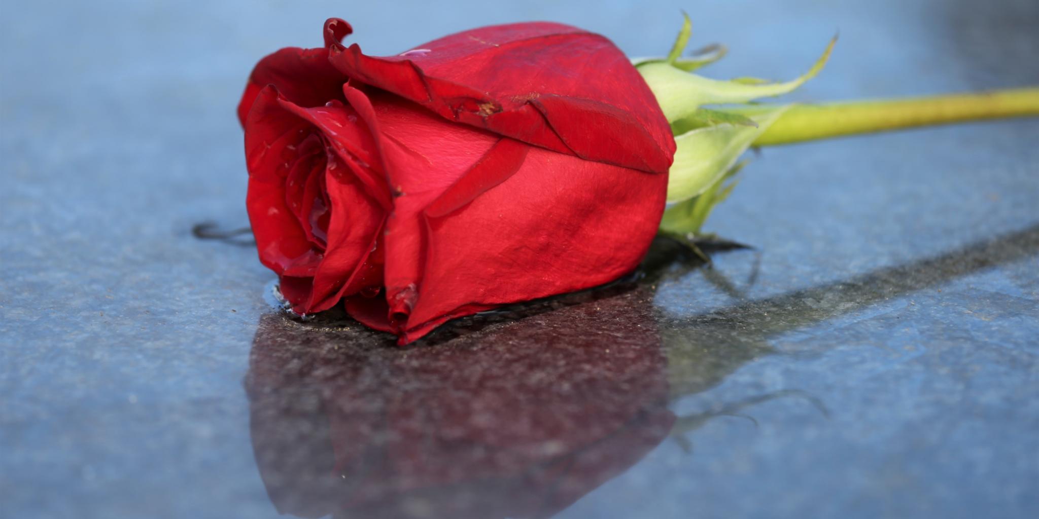 rote Rose wie bei einer Bestattung ins Grab gegeben