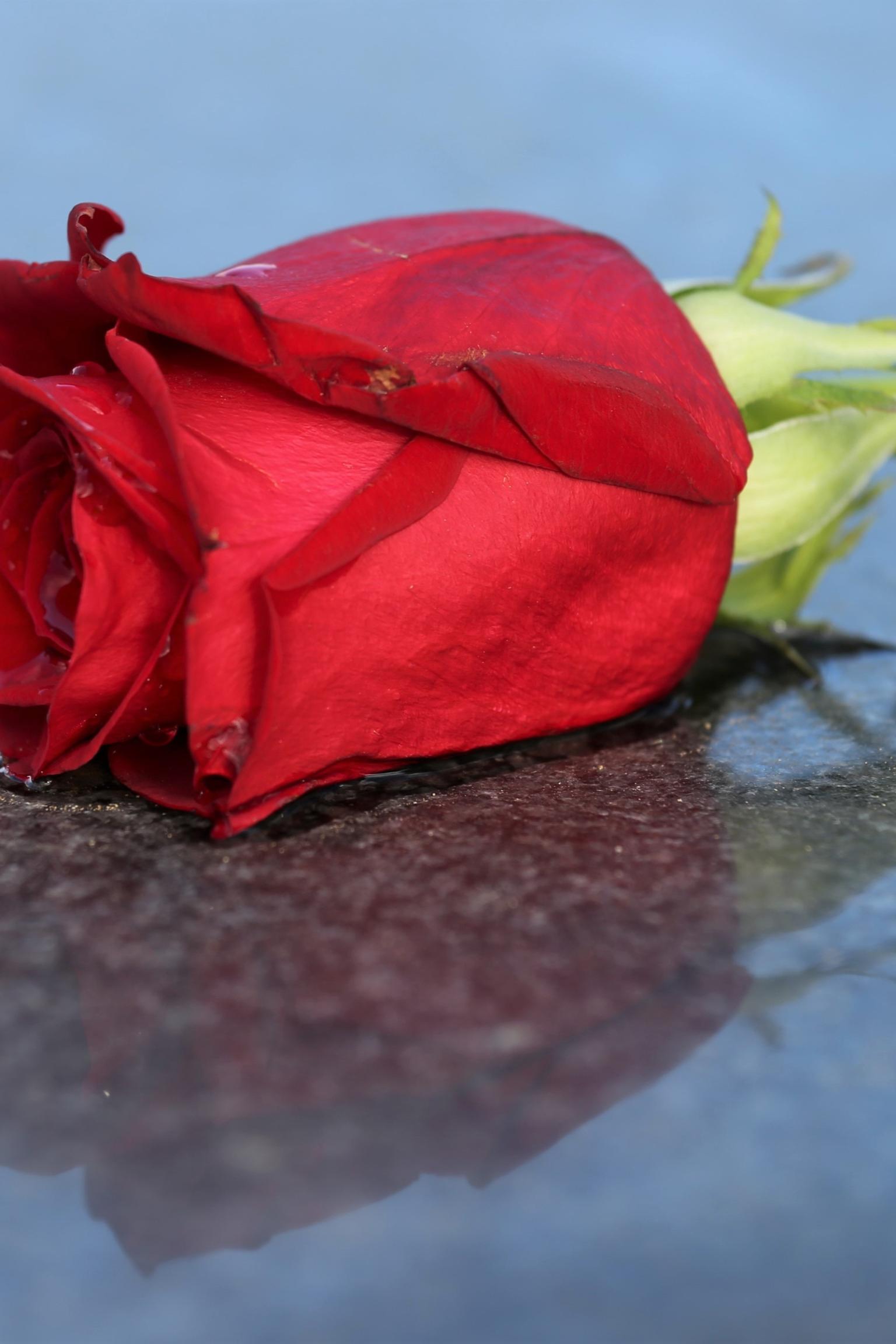 rote Rose wie bei einer Bestattung ins Grab gegeben